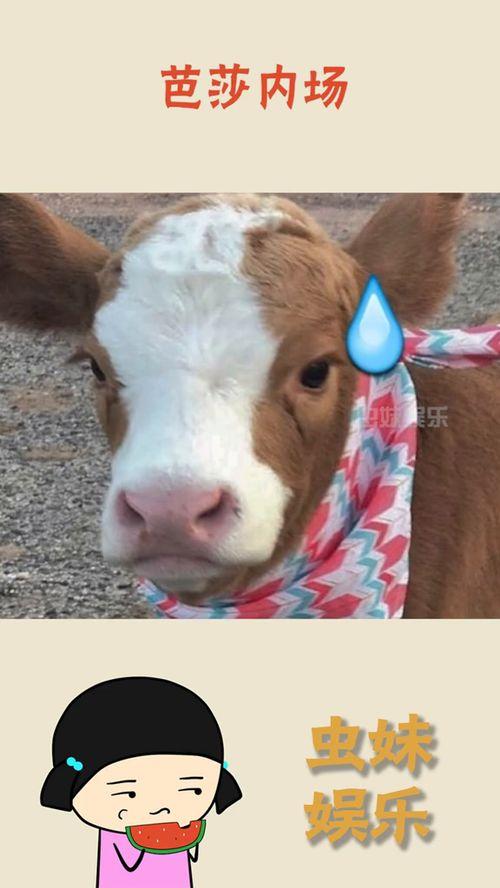 娱乐吃瓜酱道歉